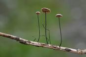 Paardenhaartaailing (Gymnopus androsaceus) 10-2025 2290